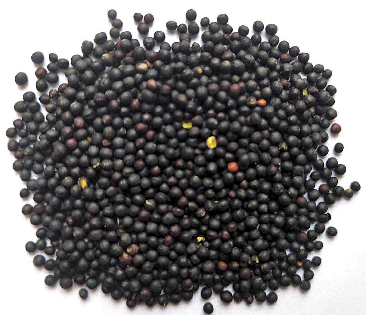 Black Rape Seed
