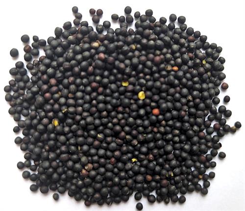 Black Rape Seed