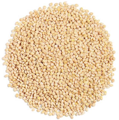 White Millet