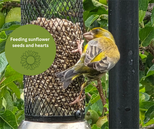 Why Feed Sunflower Seeds and Hearts to your Garden Birds?