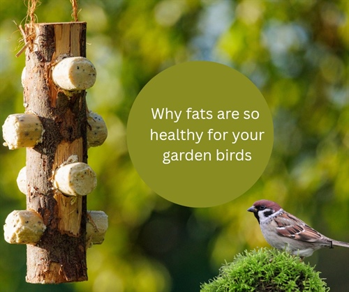 What are the benefits of feeding suet/fats to your garden birds?