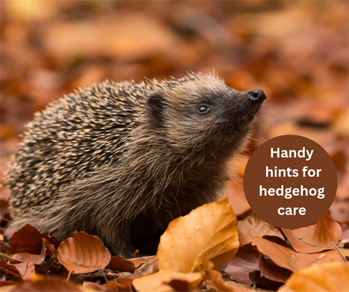Handy hints for hedgehog care