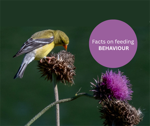 Feeding by Design
