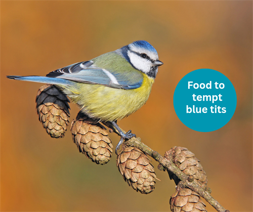 How to attract blue tits to your garden in autumn