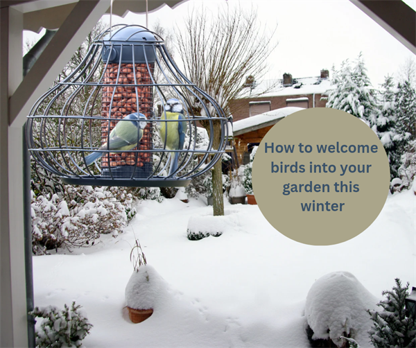 How to make your garden bird-friendly for winter