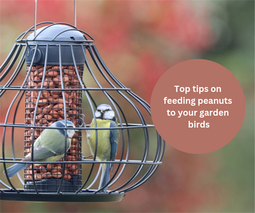 Peanuts to help your garden birds survive and thrive