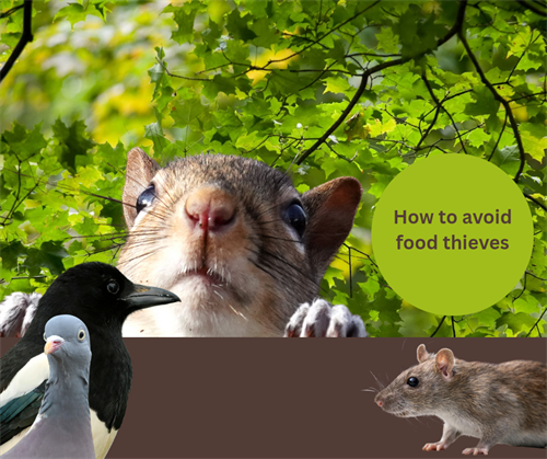 How to protect your garden birds’ food