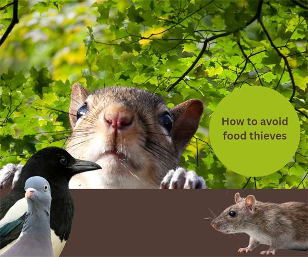 How to protect your garden birds’ food