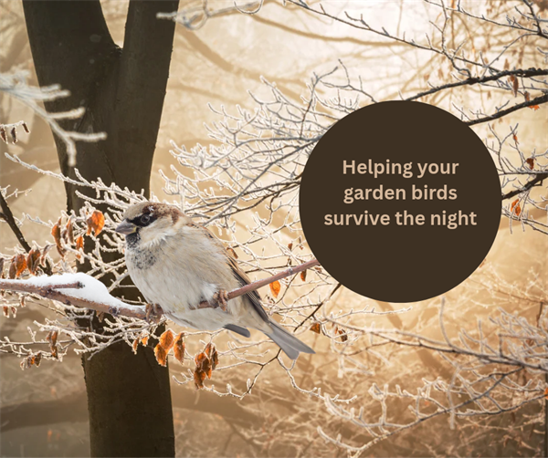 How to help your garden birds through the long winter nights