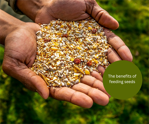 The benefits of feeding seeds