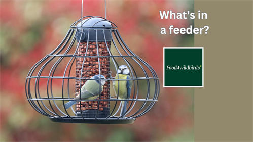Matching Food with Feeder