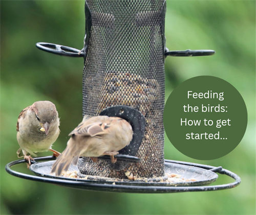 Feeding wild birds: How to get started