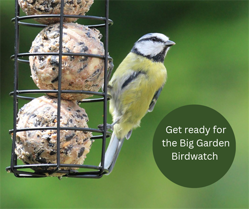 Get ready for the RSPB Big Garden Birdwatch