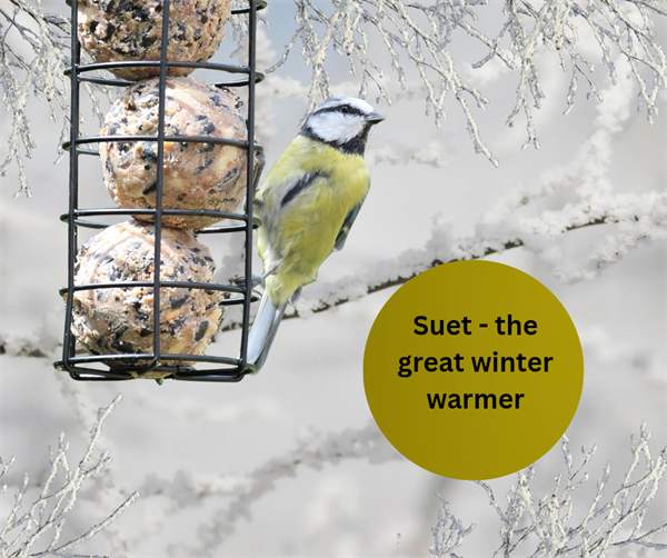Suet - the perfect winter warmer for your garden birds