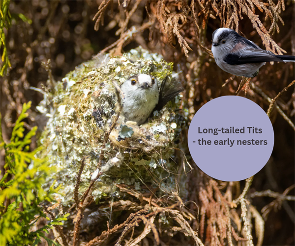 Long-Tailed Tits - Our Early Nesters