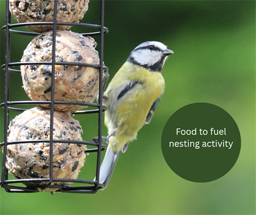 Which foods are best for the nesting season?