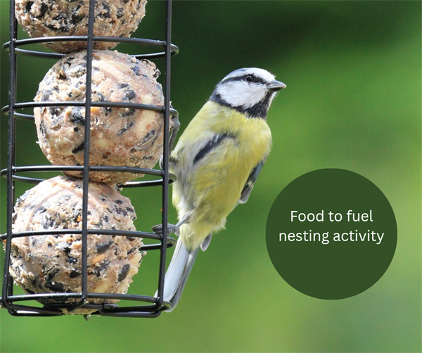 Which foods are best for the nesting season?