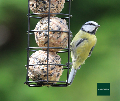 Top Tips to Keep Your Bird Feeding Equipment Clean and Tidy