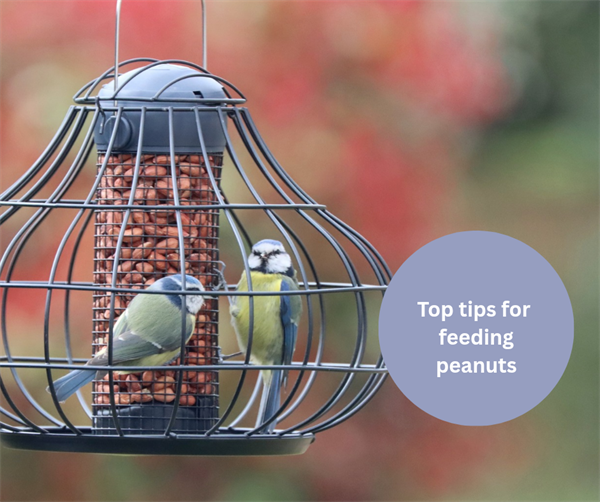 Top Tips for Feeding Peanuts
