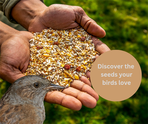 Discover the seeds your birds love