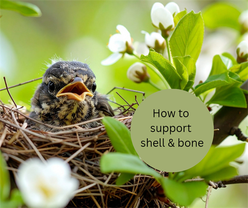 Helping to build strong shells and bones