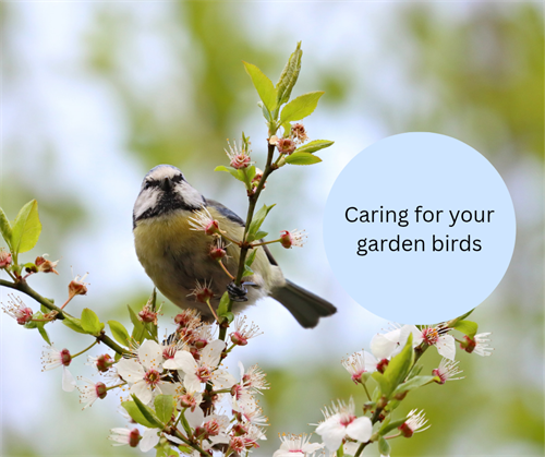 Caring for your garden birds