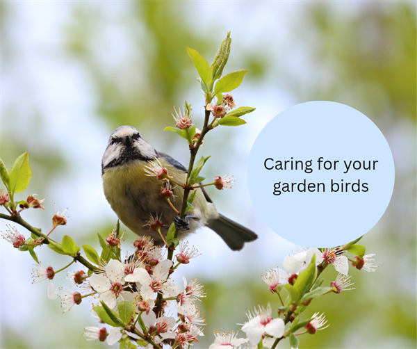 Caring for your garden birds