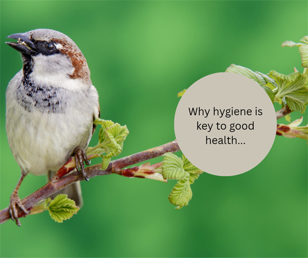 Why hygiene is key to good health