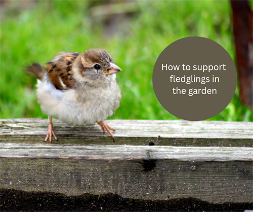 How to supplort fledglings in the garden