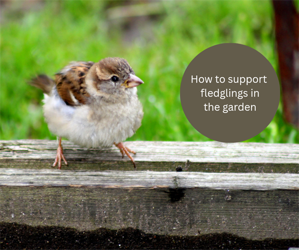 How to supplort fledglings in the garden