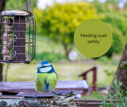 How to feed suet safely