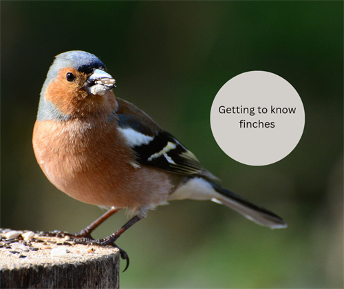 Do you want to know more about finches?