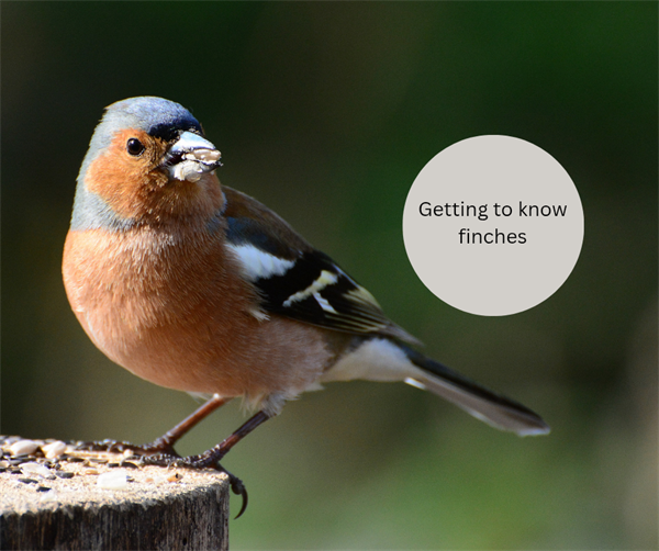 Do you want to know more about finches?