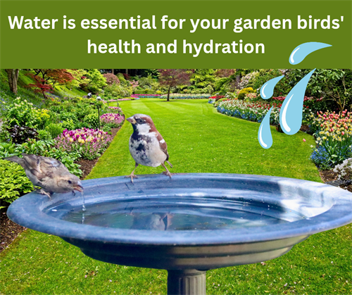 Helping your garden birds to keep hydrated and healthy