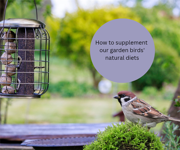 How to supplement a bird's natural diet