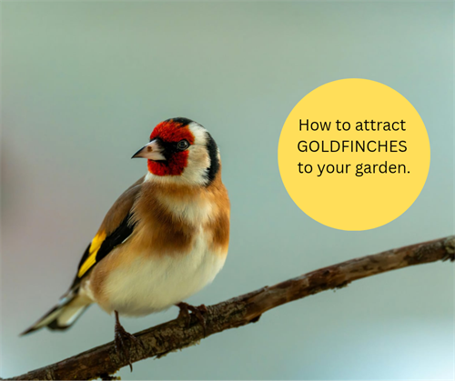 How to attract goldfinches to your garden