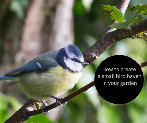 How to create a small bird haven