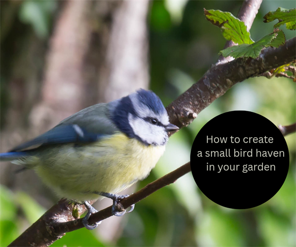 How to create a small bird haven