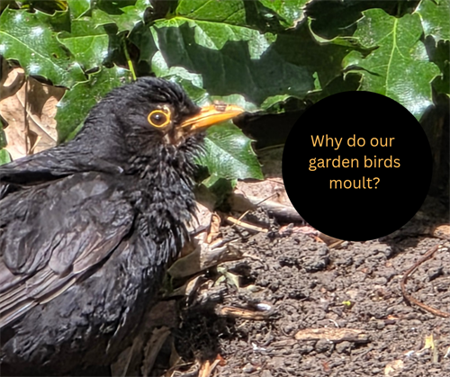 Why do garden birds moult?