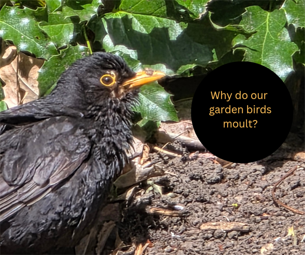 Why do garden birds moult?