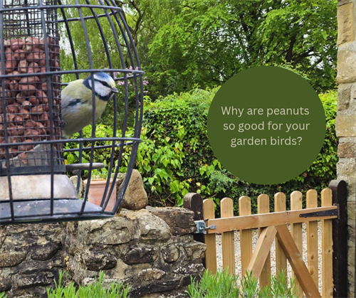Why are peanuts so good for your garden birds?