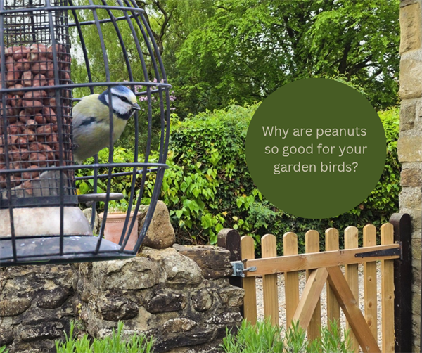 Why are peanuts so good for your garden birds?
