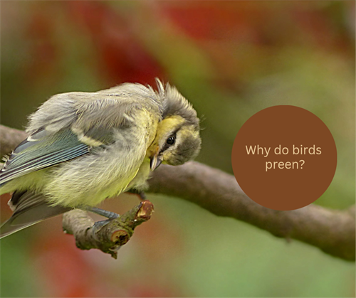 Why do birds preen?