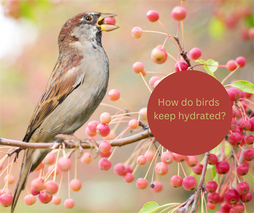 How do wild birds keep hydrated?