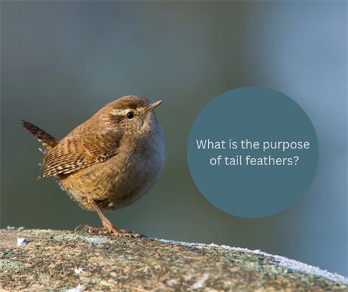What is the purpose of tail feathers?