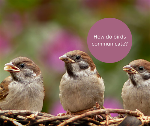 How do our garden birds communicate?
