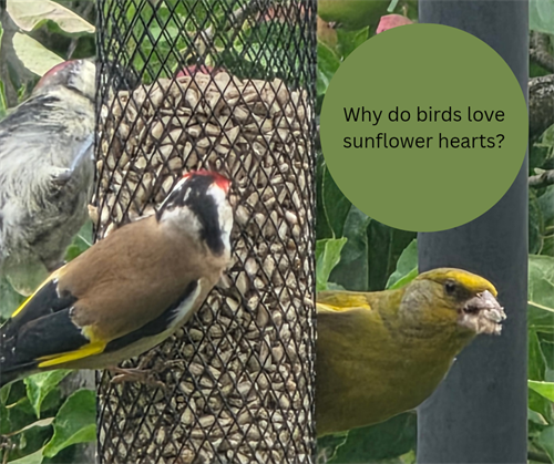 Why do birds love sunflower hearts?