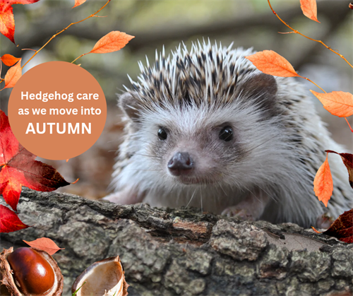 Caring for hedgehogs as autumn approaches