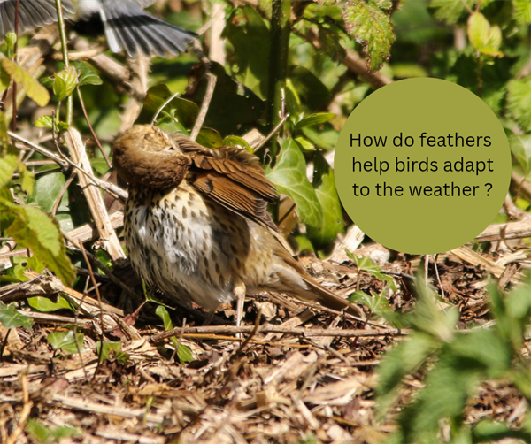 How do feathers help birds adapt to the weather?