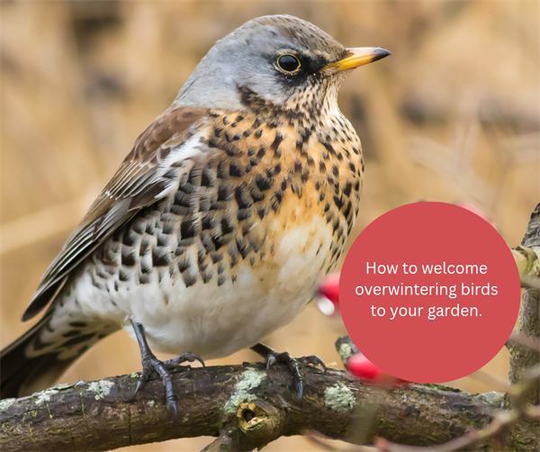How to welcome overwintering birds to your garden